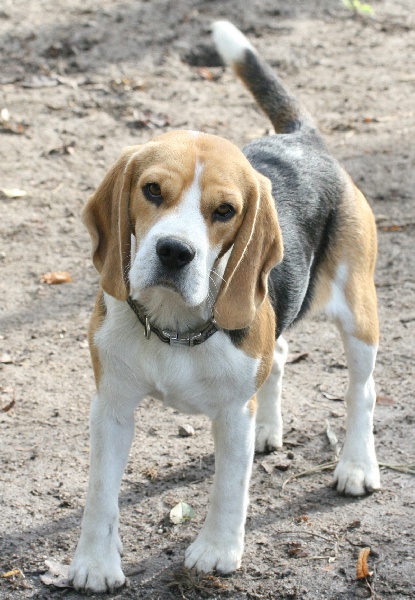 Casper de Mont Joui