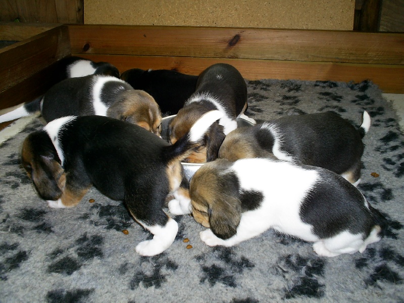Les chiots