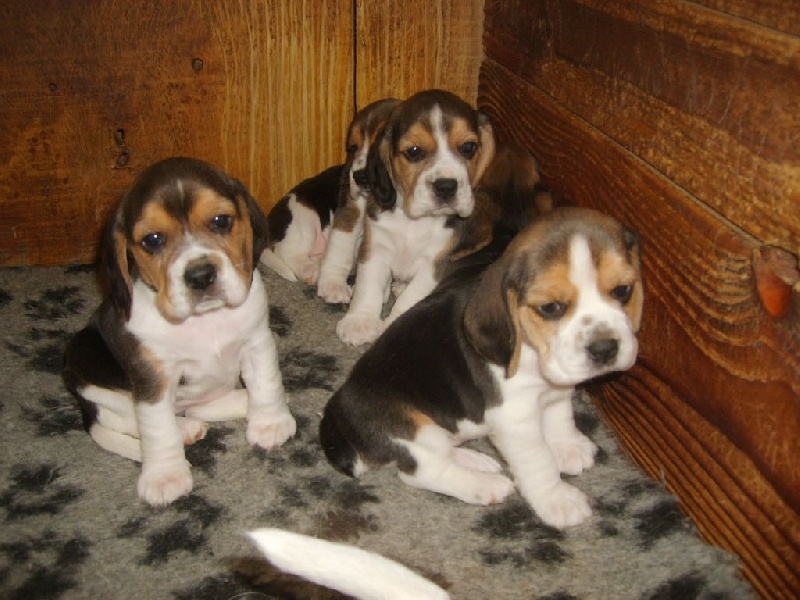 les bébés de Hulotte
