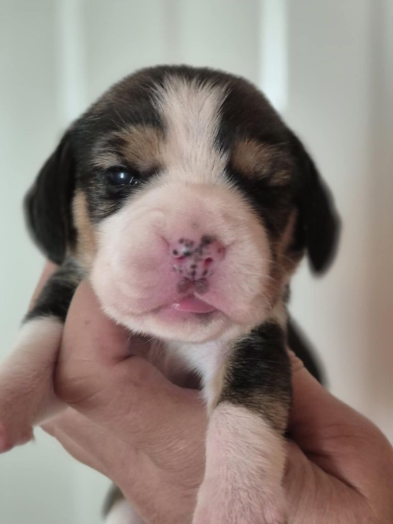 de Mont Joui - Chiots disponibles - Beagle