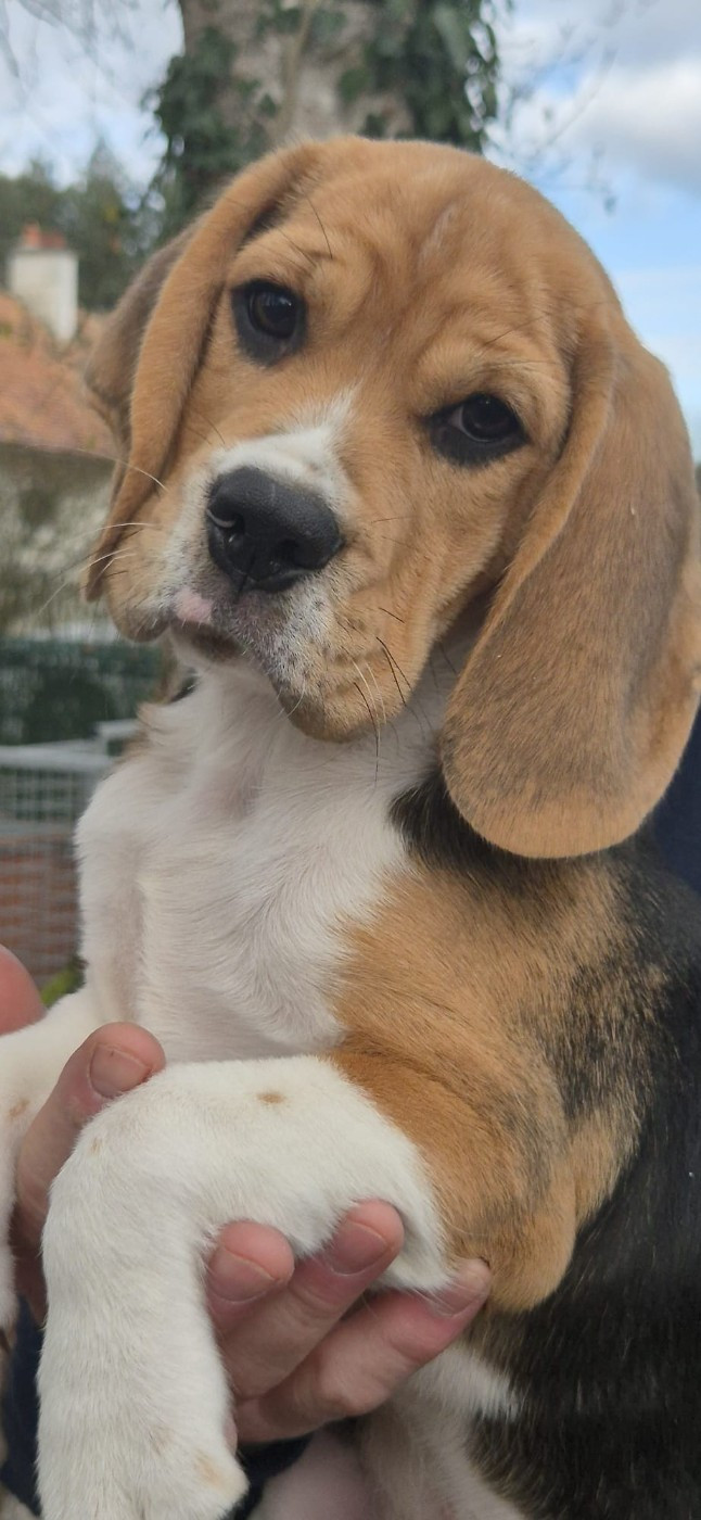 de Mont Joui - Chiots disponibles - Beagle