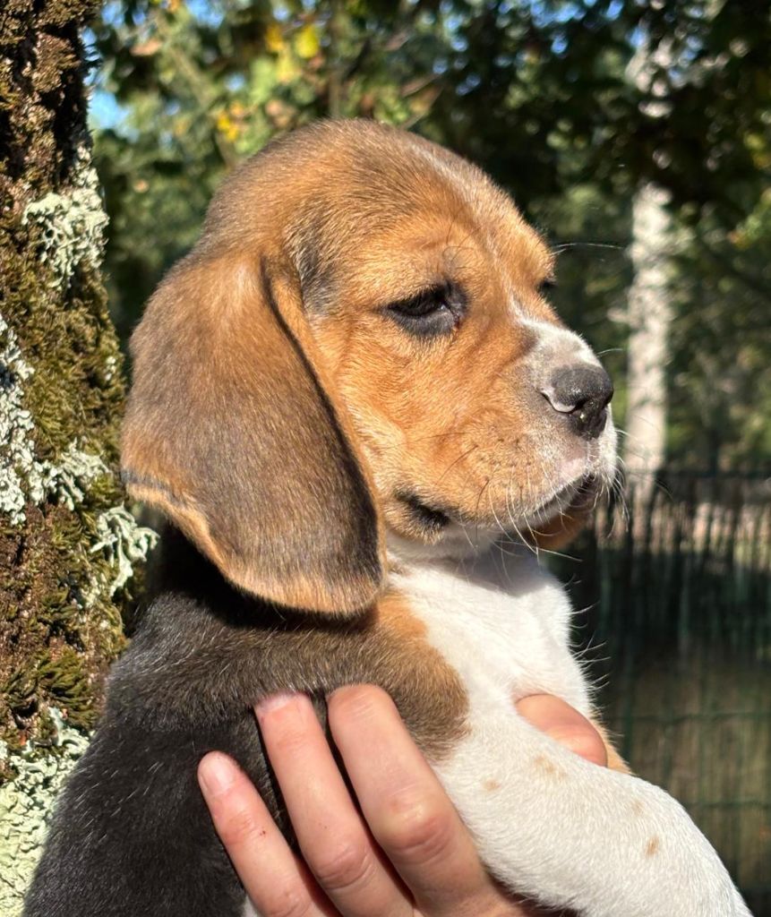 de Mont Joui - Chiots disponibles - Beagle