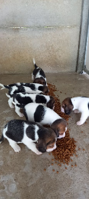 CHIOT