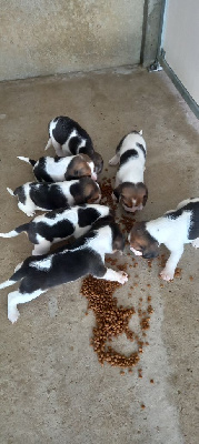 CHIOT