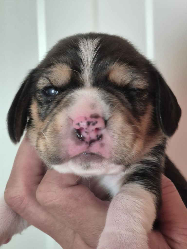 de Mont Joui - Chiots disponibles - Beagle