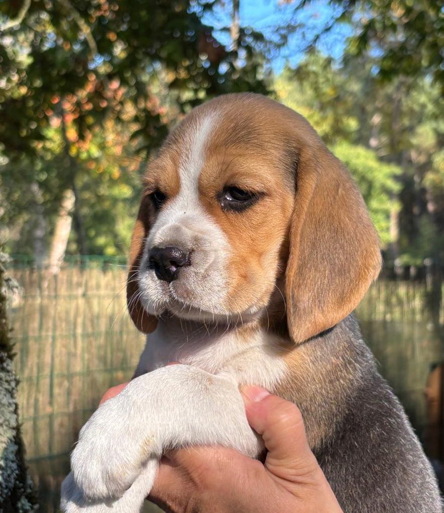de Mont Joui - Chiots disponibles - Beagle