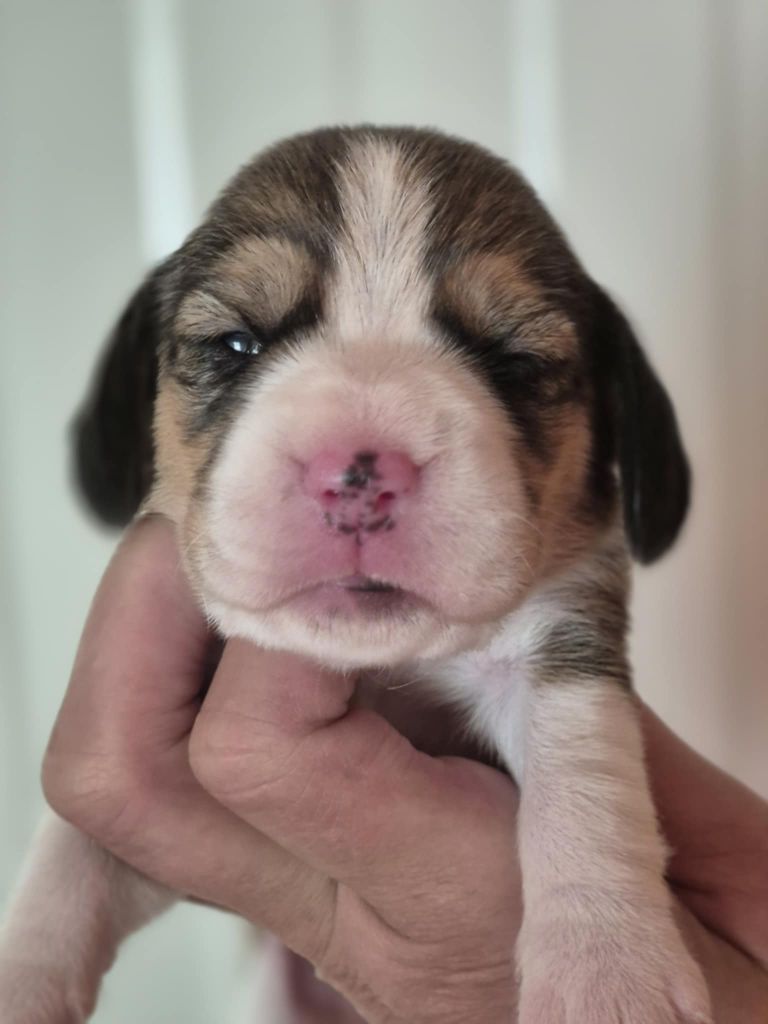 de Mont Joui - Chiots disponibles - Beagle
